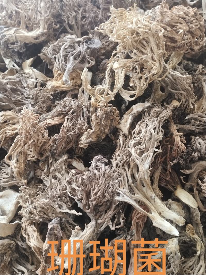 珊瑚菌，扫把菌.扫把菇，野生鹿茸菇，野生菌源产地批发，