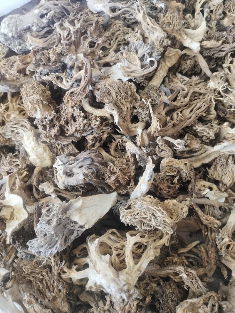 珊瑚菌，扫把菌.扫把菇，野生鹿茸菇，野生菌源产地批发，