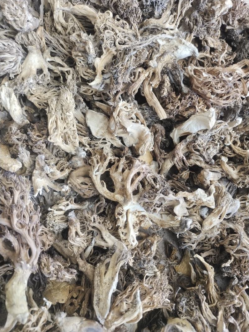 珊瑚菌，扫把菌.扫把菇，野生鹿茸菇，野生菌源产地批发，