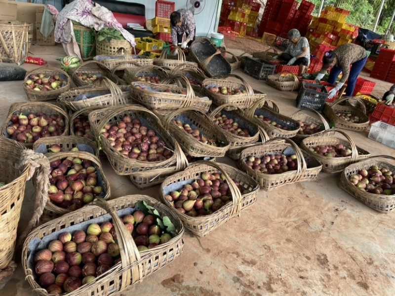 自家基地仁寿县自产自销波姬红无花果