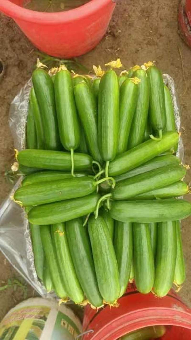 精品水果黄瓜