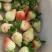 云南会泽草莓
