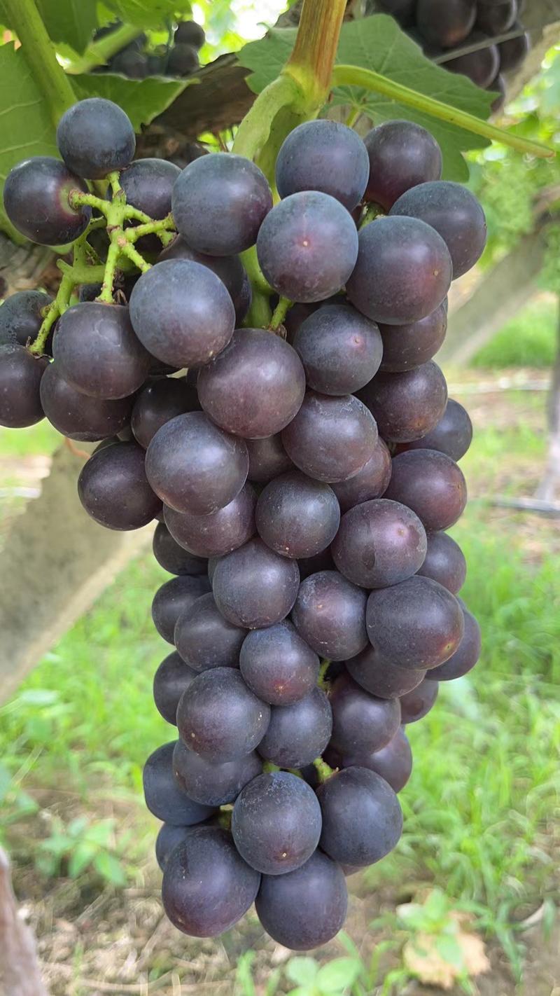 夏黑葡萄产地大量供应。自己家种植，有需要朋友联系。