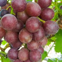 夏黑葡萄产地大量供应。自己家种植，有需要朋友。
