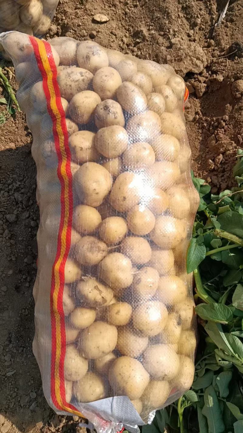 精品土豆3两起步