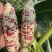 四川，重庆的花糯玉米，又叫彩甜糯。