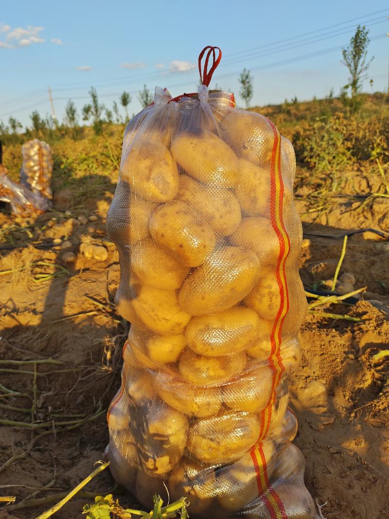 希森黄沙地土豆大量上市，精品土豆，产地直发，货源充足