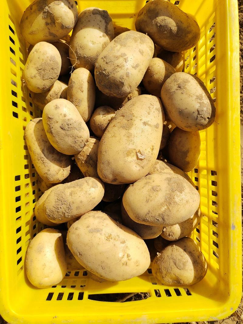 希森黄沙地土豆大量上市，精品土豆，产地直发，货源充足