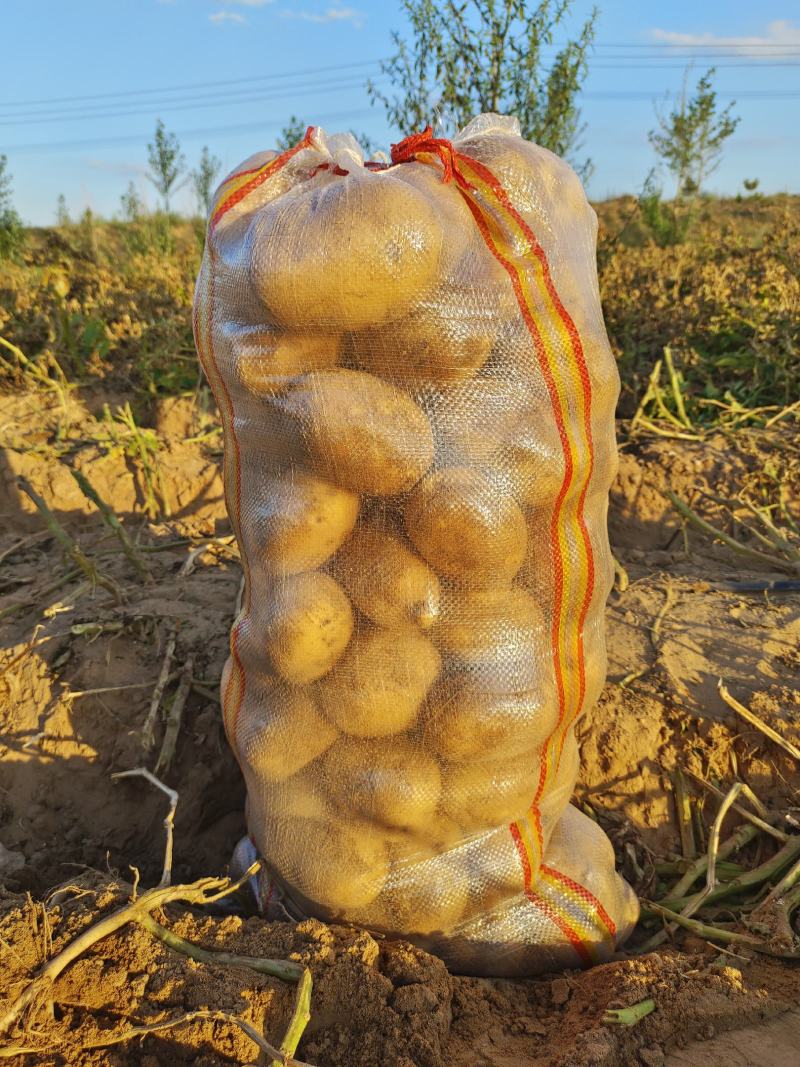 希森黄沙地土豆大量上市，精品土豆，产地直发，货源充足