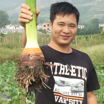 新鲜香芋产地批发一件代发商超供应链供货荔浦产地发货