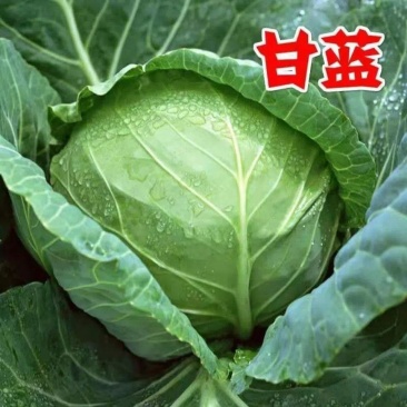 京丰一号甘蓝苗羽衣甘蓝苗，京丰1号鸡心甘蓝苗抱子甘蓝苗