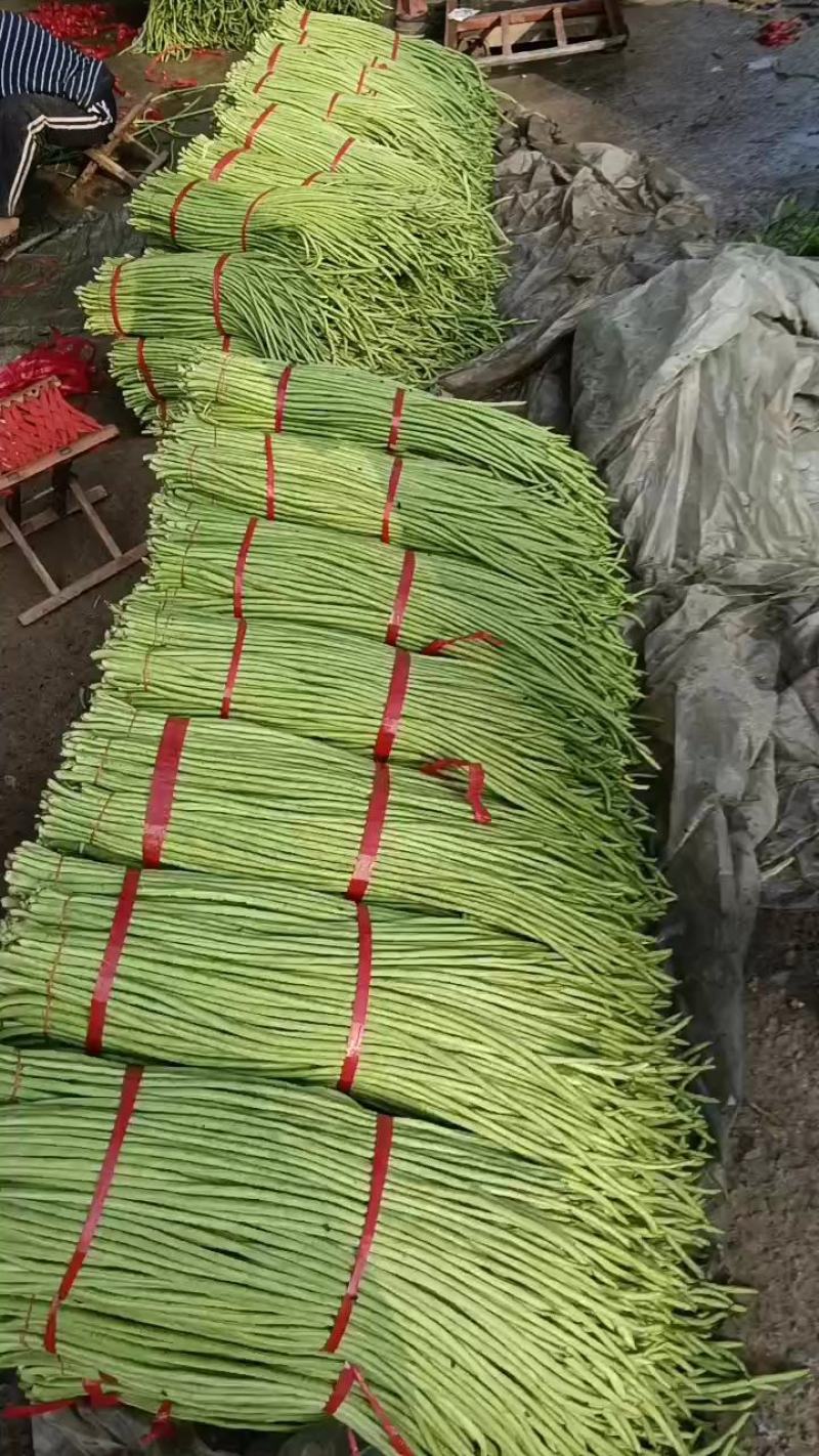 兰陵县青条豆角大量上市60以上一手货源质量保证代发全国