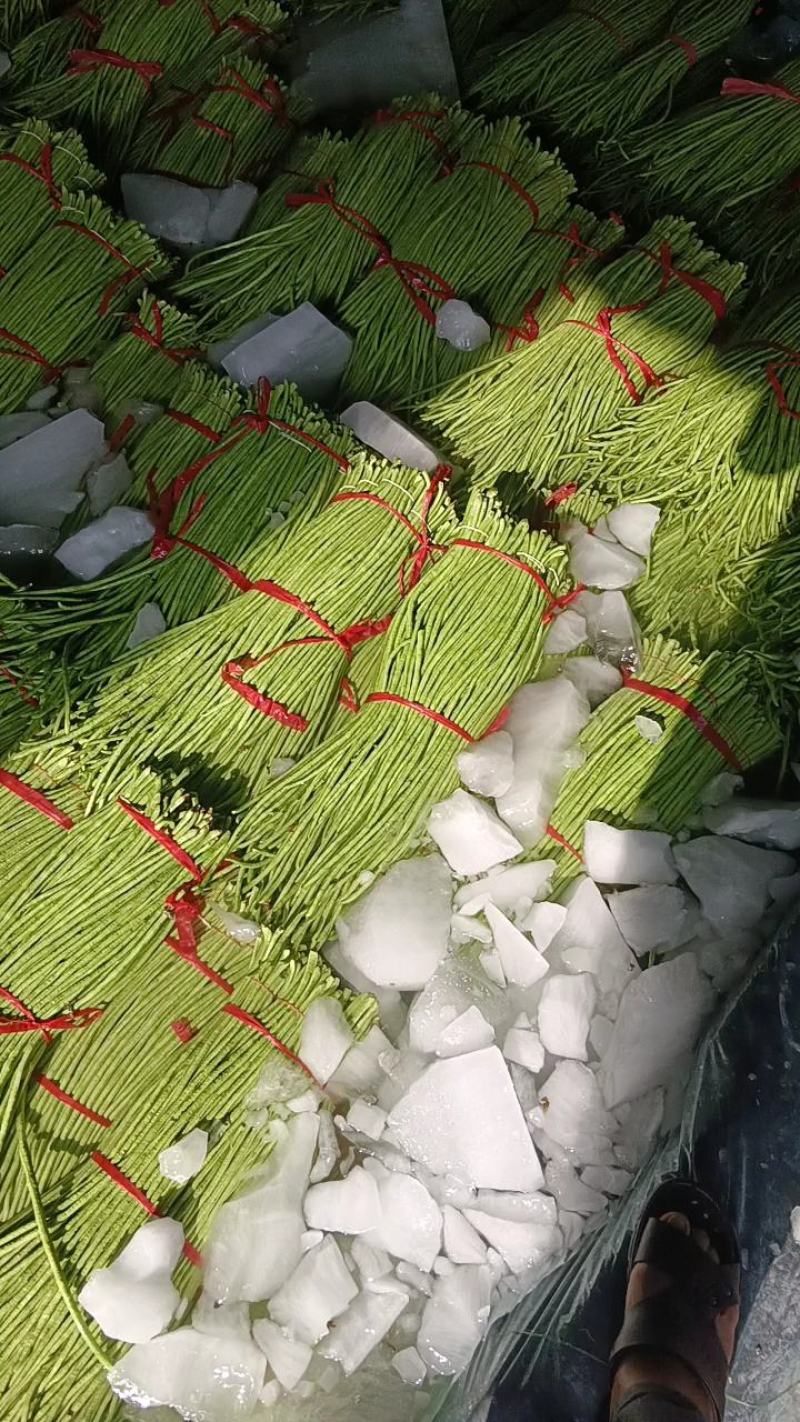 兰陵县青条豆角大量上市60以上一手货源质量保证代发全国