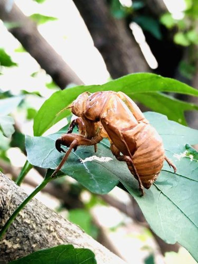 蝉蜕大量野生蝉蜕大量有货280一斤