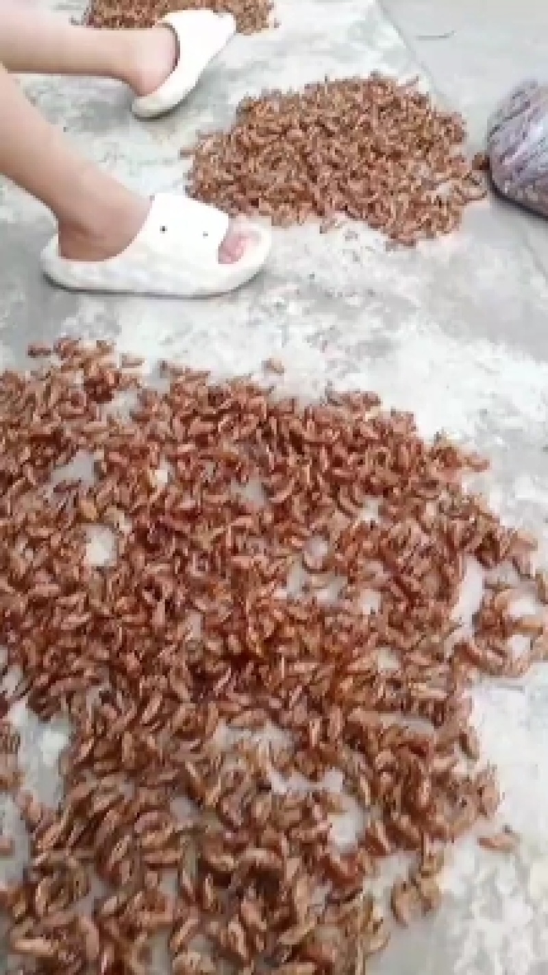 蝉蜕大量野生蝉蜕大量有货280一斤