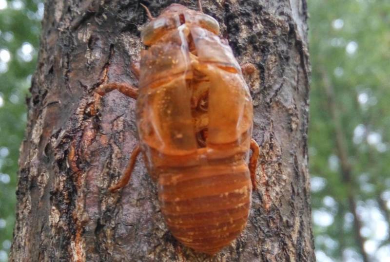 蝉蜕大量野生蝉蜕大量有货280一斤