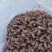 蝉蜕大量野生蝉蜕大量有货280一斤