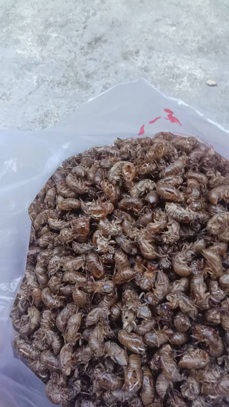 蝉蜕大量野生蝉蜕大量有货280一斤