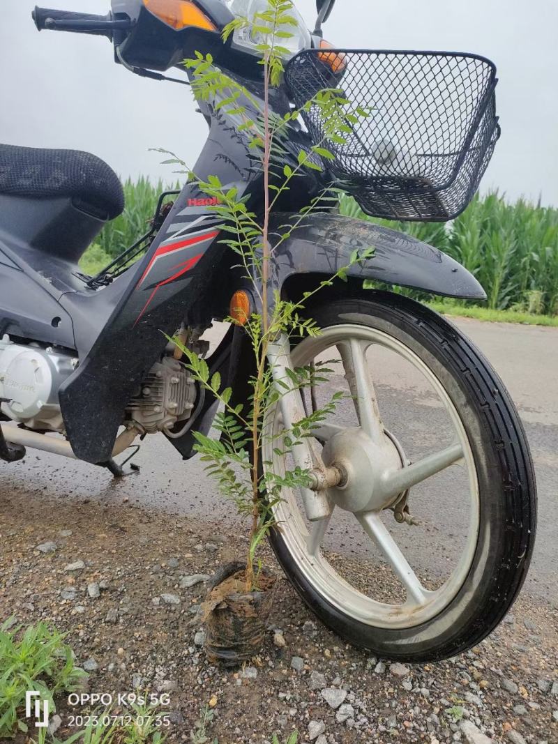 文冠果杯苗，裸根苗