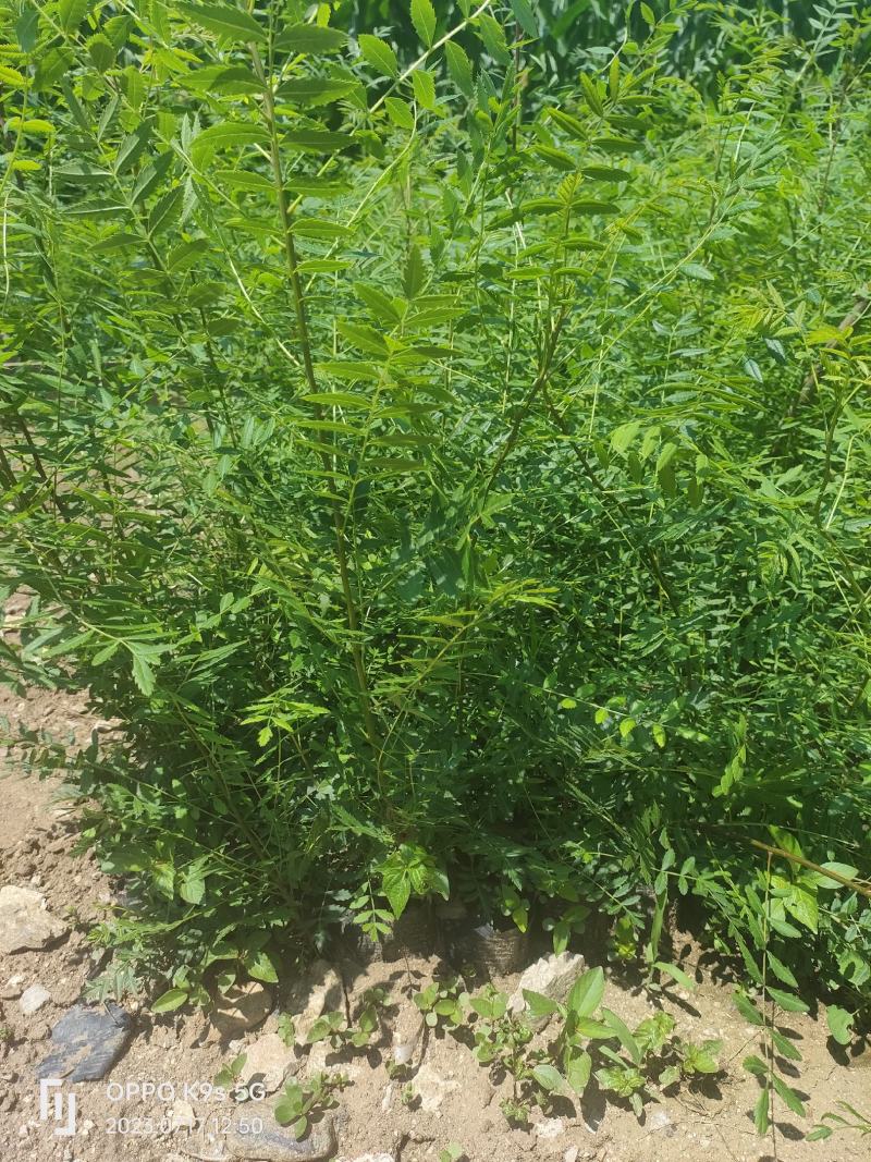 文冠果杯苗，裸根苗