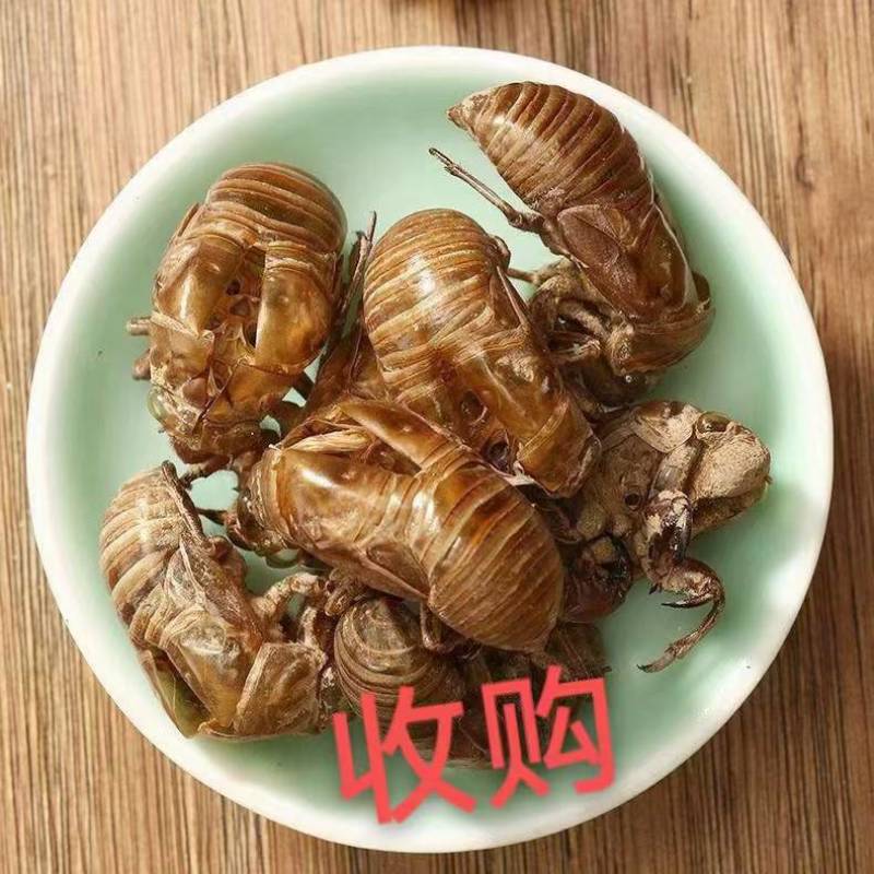 蝉蜕大量野生蝉蜕大量有货280一斤
