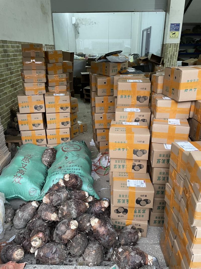 新鲜香芋产地批发一件代发商超供应链供货荔浦产地发货