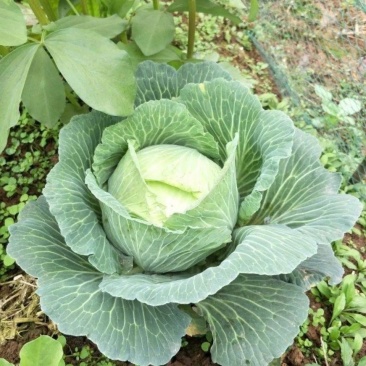 莲花白甘蓝苗旺旺甘蓝苗8398甘蓝苗卷心菜苗洋白菜
