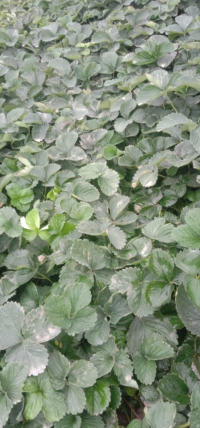 【推荐】黔莓1号草莓苗云南楚雄产地直发品质好需要老板电话