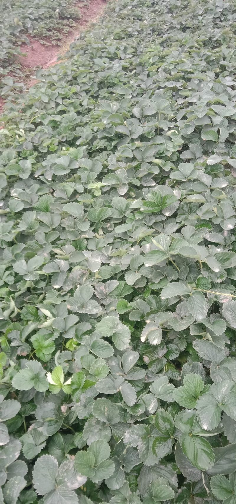 【推荐】黔莓1号草莓苗云南楚雄产地直发品质好需要老板电话
