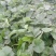 【推荐】黔莓1号草莓苗云南楚雄产地直发品质好需要老板电话