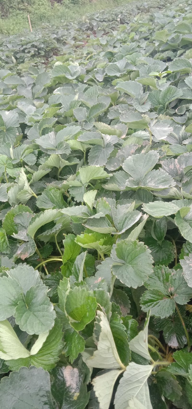 【推荐】黔莓1号草莓苗云南楚雄产地直发品质好需要老板电话