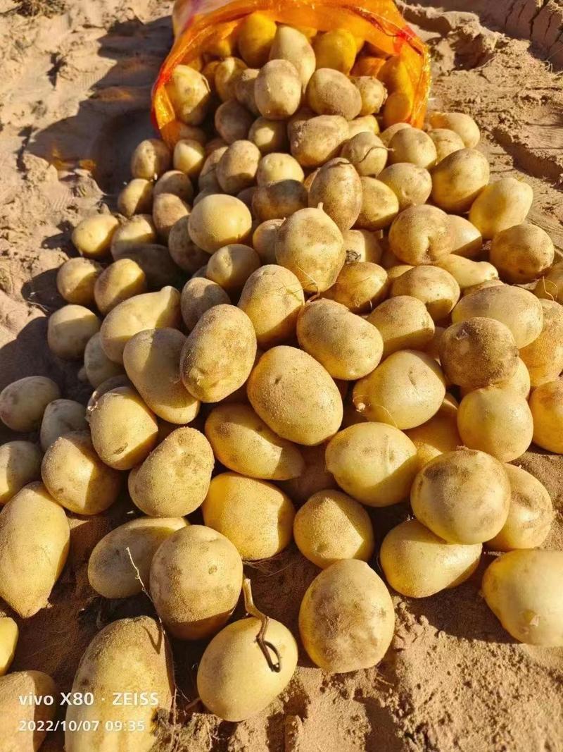 小土豆中货，黄皮黄心，沙漠土豆上市了，货源充足，价格美丽