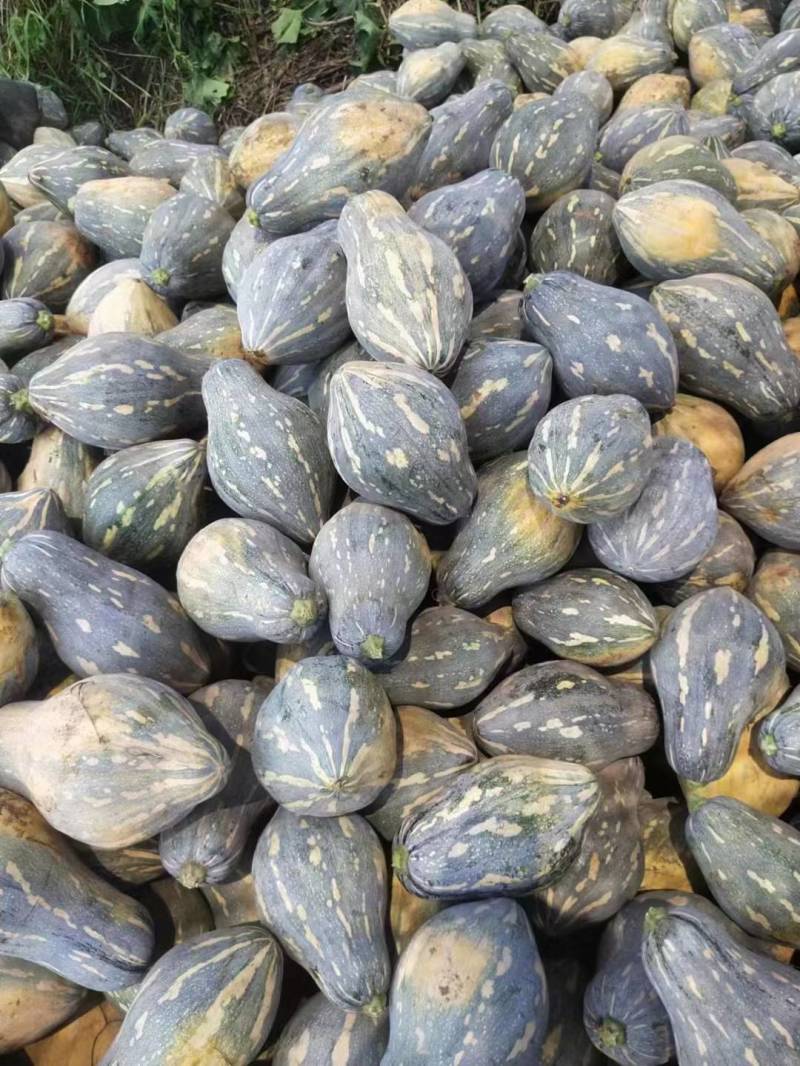 湖北香芋南瓜已大量上市，支持市场，电商，养殖各个规格。