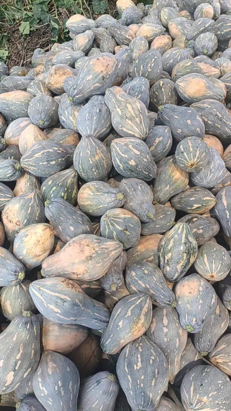 湖北香芋南瓜已大量上市，支持市场，电商，养殖各个规格。