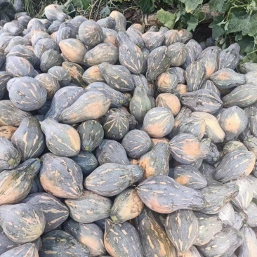 湖北香芋南瓜已大量上市，支持市场，电商，养殖各个规格。