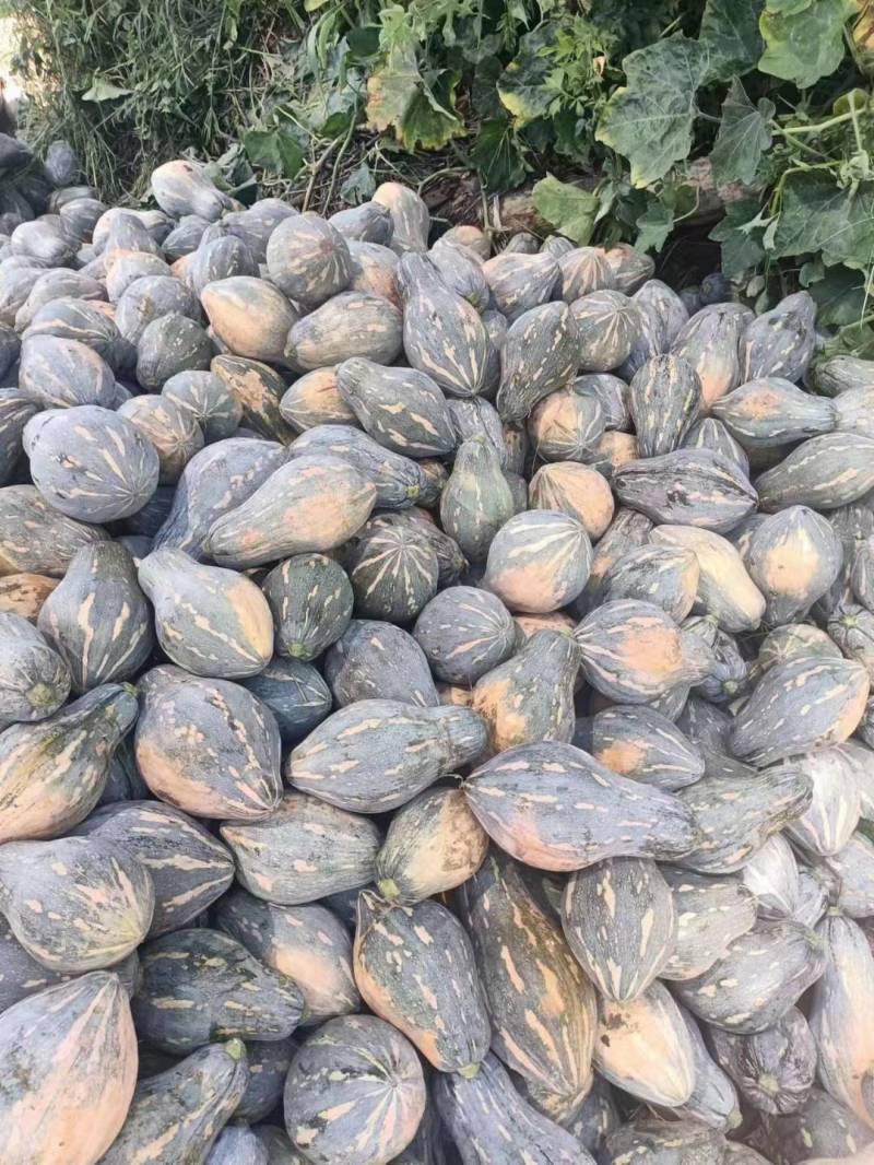 湖北香芋南瓜已大量上市，支持市场，电商，养殖各个规格。