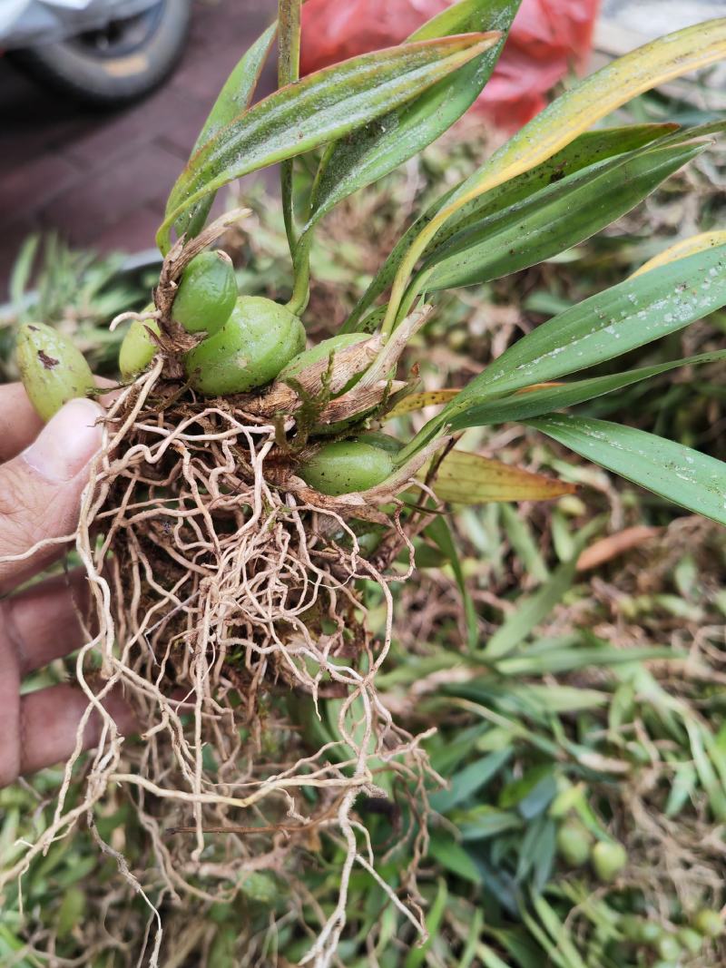 石橄榄双叶小果，云南文山一手货源，货源充足