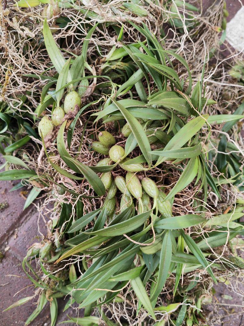 石橄榄双叶小果，云南文山一手货源，货源充足