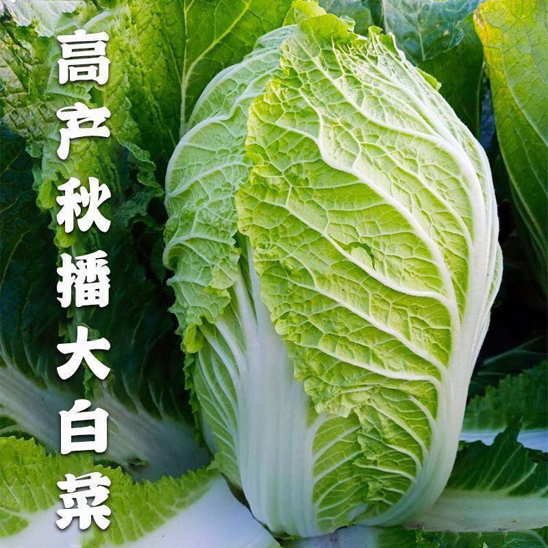 玲珑黄白菜苗青杂三号白菜苗黄心白菜苗白菜苗包回收