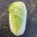玲珑黄白菜苗青杂三号白菜苗黄心白菜苗白菜苗包回收
