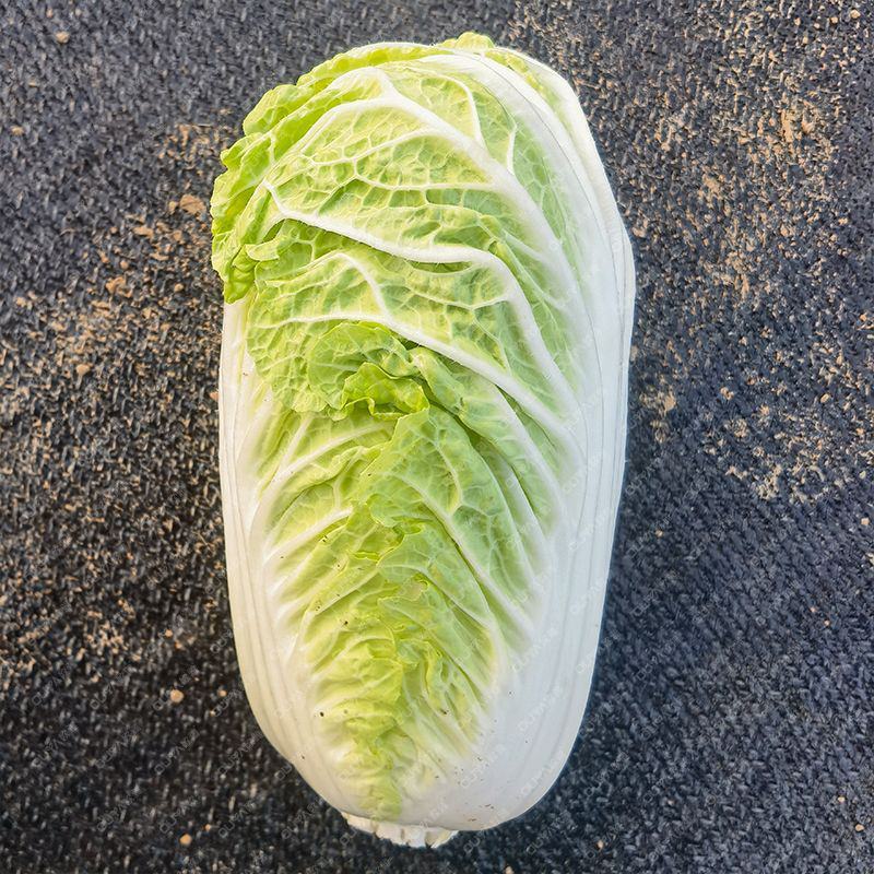 玲珑黄白菜苗青杂三号白菜苗黄心白菜苗白菜苗包回收