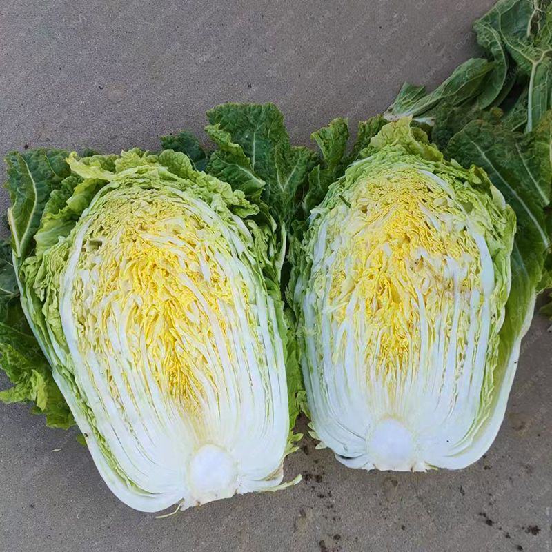 玲珑黄白菜苗青杂三号白菜苗黄心白菜苗白菜苗包回收