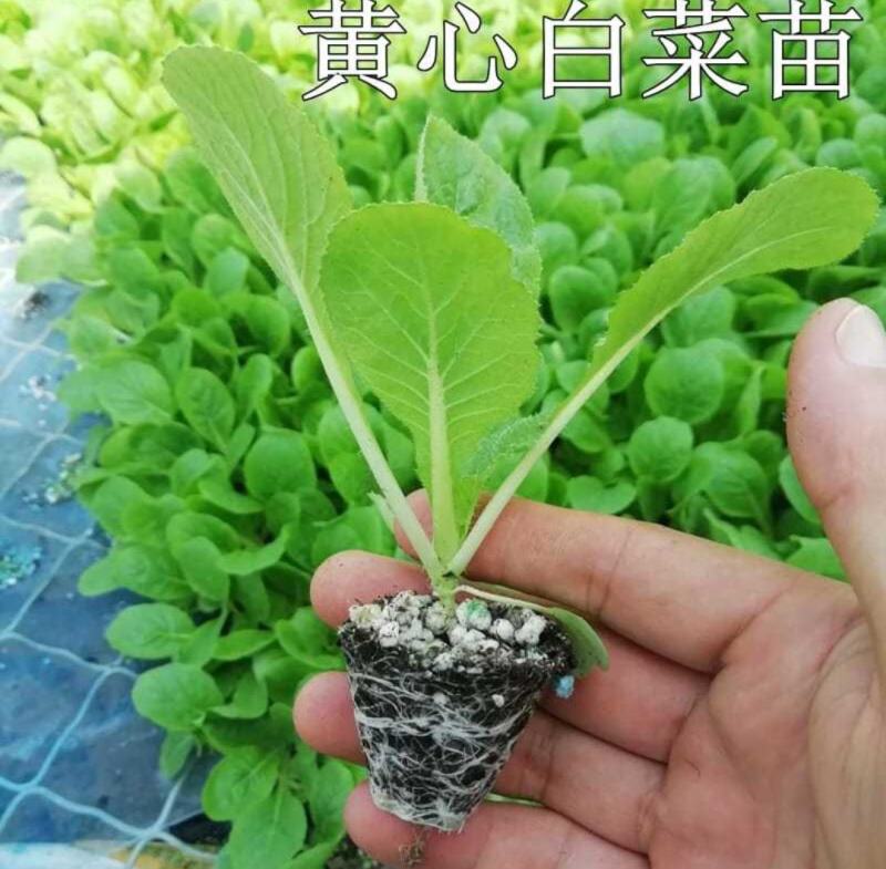 玲珑黄白菜苗青杂三号白菜苗黄心白菜苗白菜苗包回收
