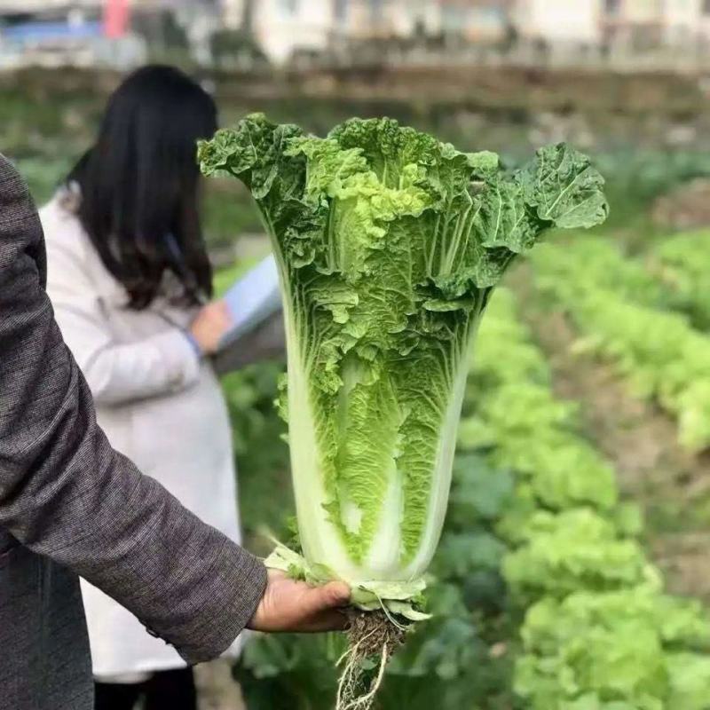麻叶青白菜苗北京3号白菜苗青叶白菜苗长条白菜苗包回收