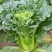 麻叶青白菜苗北京3号白菜苗青叶白菜苗长条白菜苗包回收