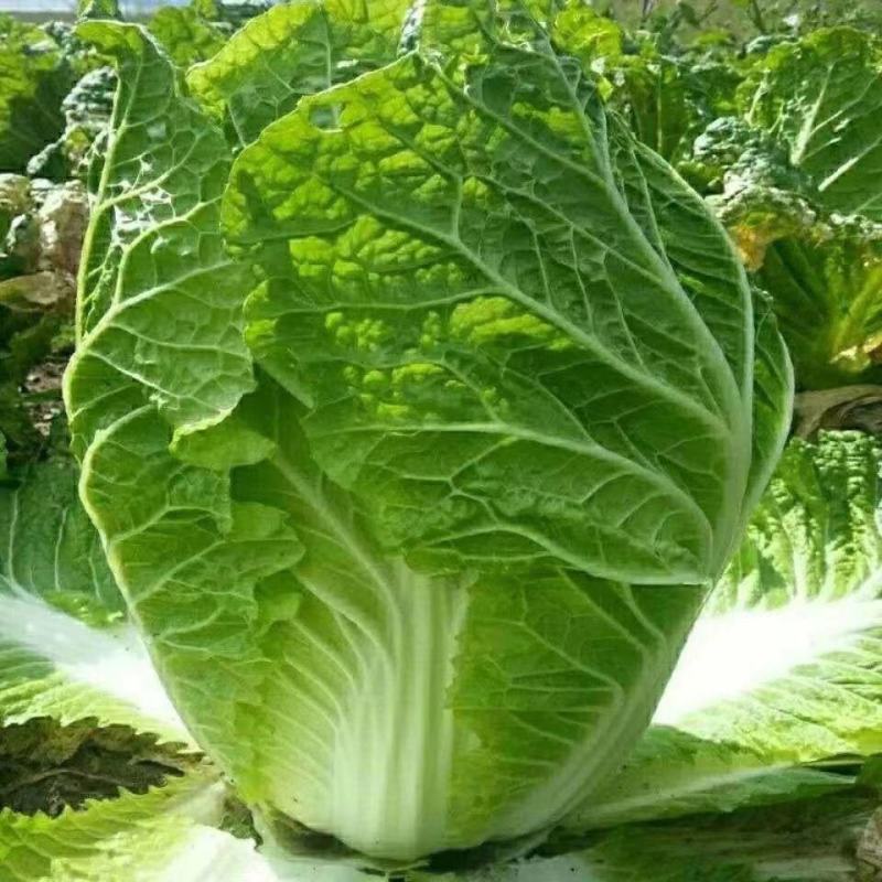 麻叶青白菜苗北京3号白菜苗青叶白菜苗长条白菜苗包回收