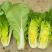 麻叶青白菜苗北京3号白菜苗青叶白菜苗长条白菜苗包回收