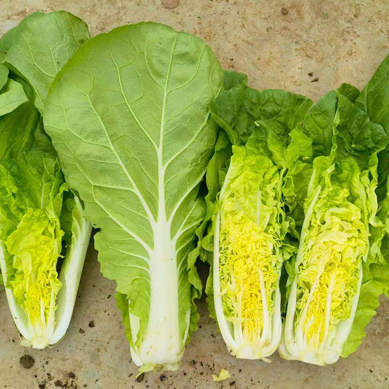 麻叶青白菜苗北京3号白菜苗青叶白菜苗长条白菜苗包回收