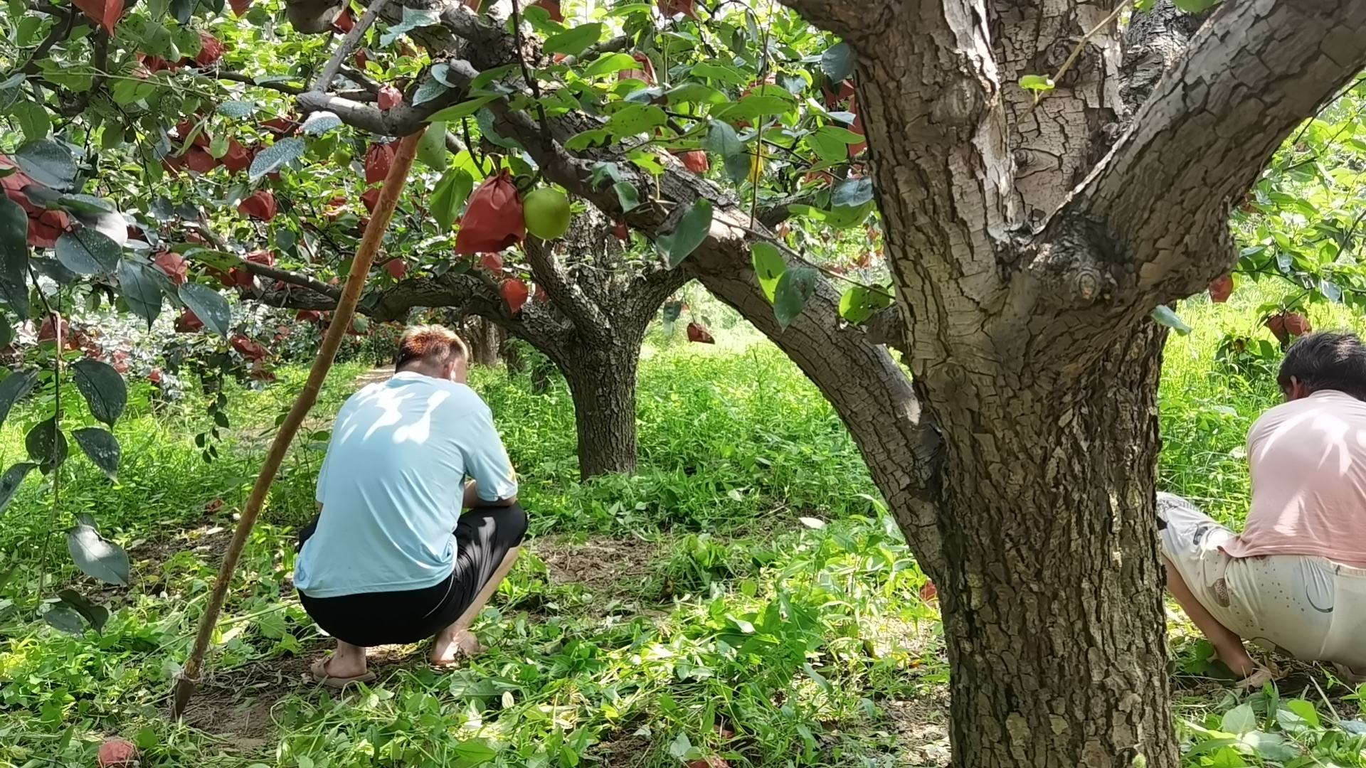 赵县皇冠梨果园