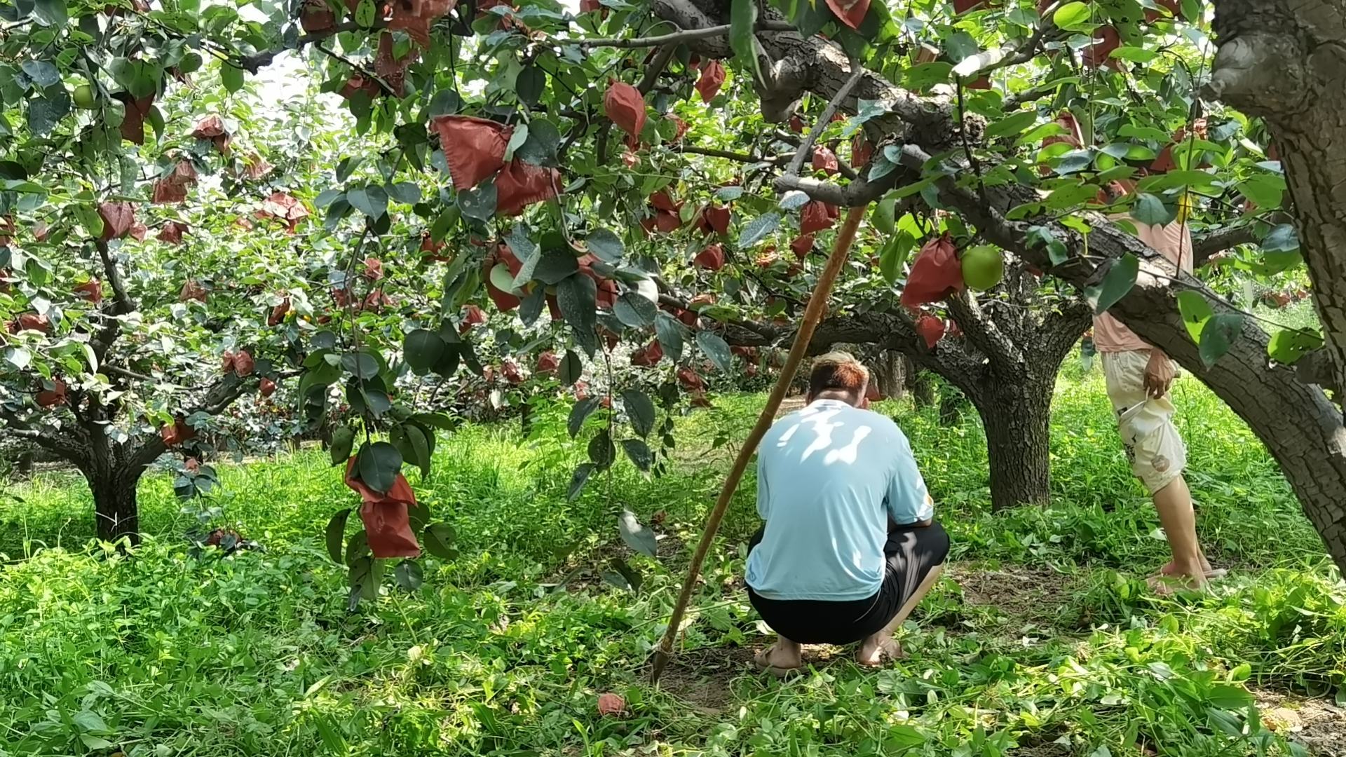 图片说明:农民正在果园中手工采摘成熟的雪梨,阳光透过树叶洒在果实上,呈现出丰收的画面 雪梨采摘现场